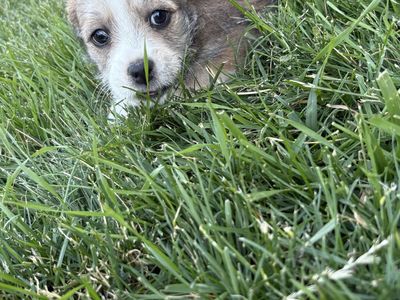 Puppies (Need gone ASAP)
