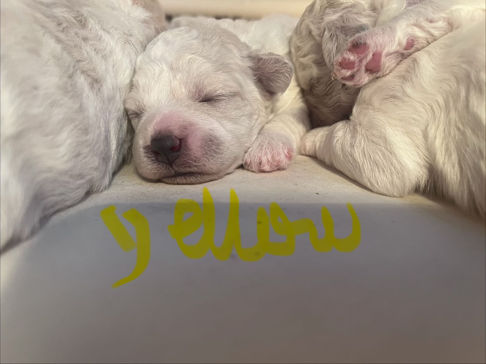 Queen Ann AKC Bichon Frise Puppies - Champion Blood Lines - Just in Time for Summer!