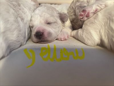 Queen Ann AKC Bichon Frise Puppies - Champion Blood Lines - Just in Time for Summer!