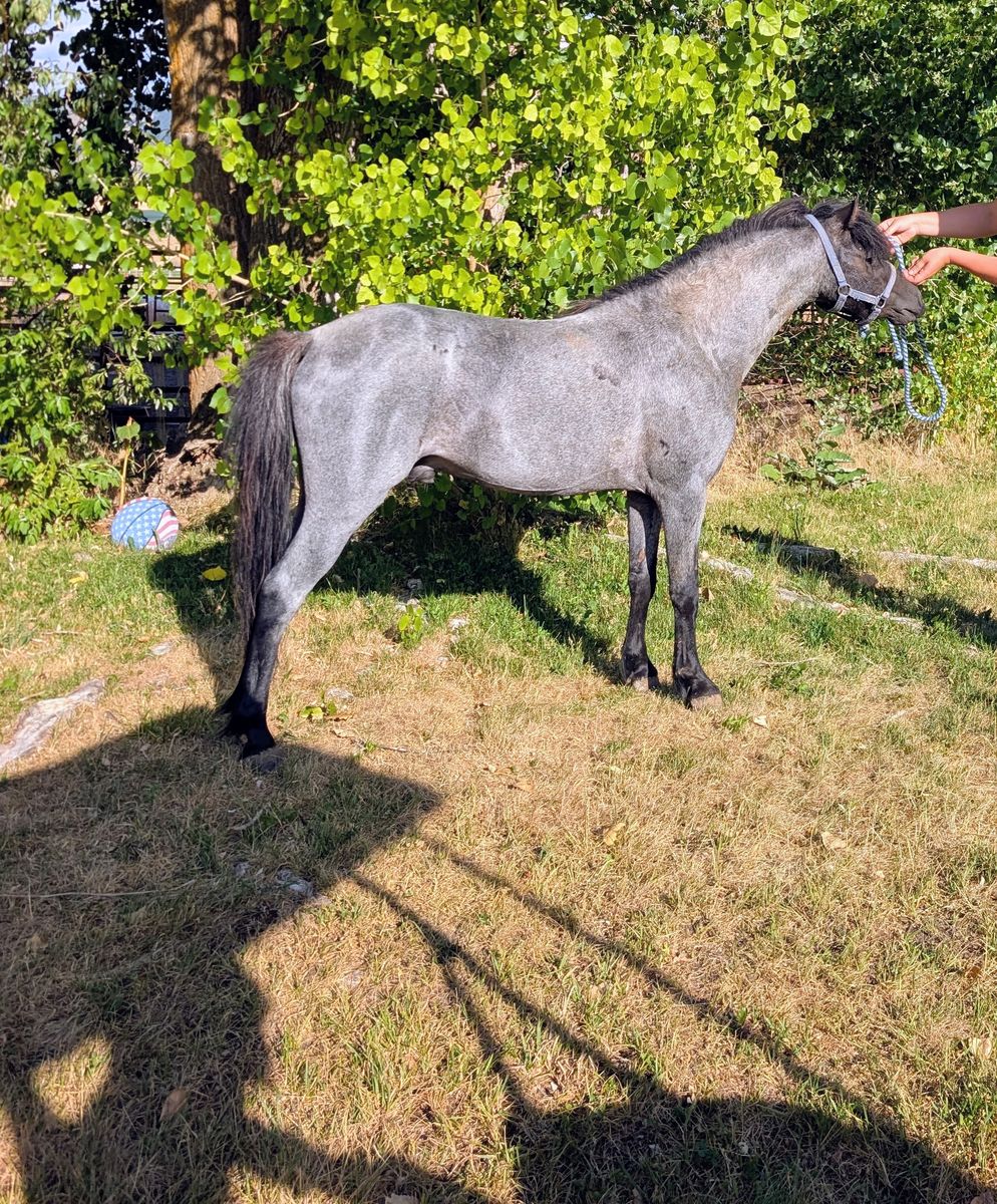 Blue roan shetland horse at stud