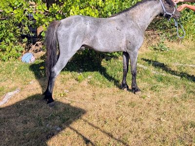 Blue roan shetland horse at stud