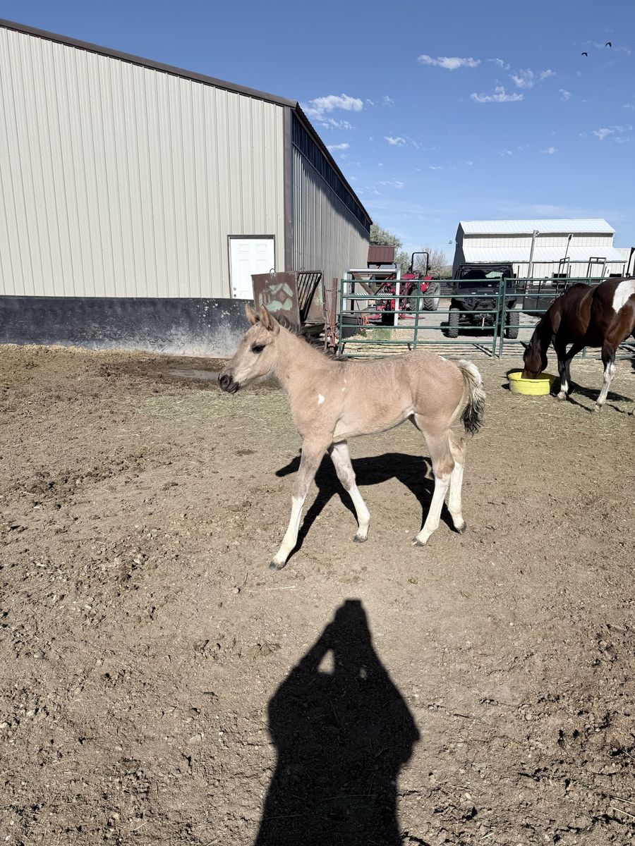 Grulla half draft painted filly