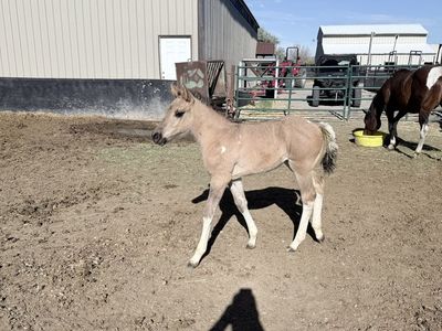 Grulla half draft painted filly