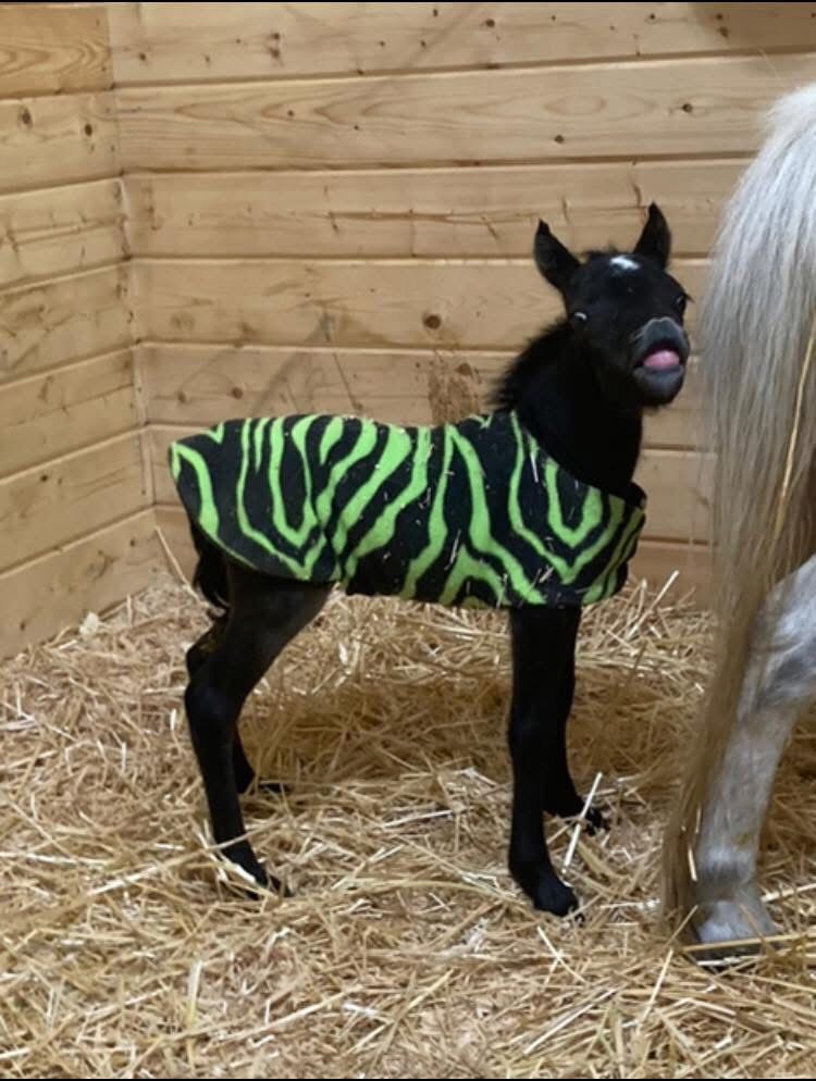 Top Quality Mini Filly