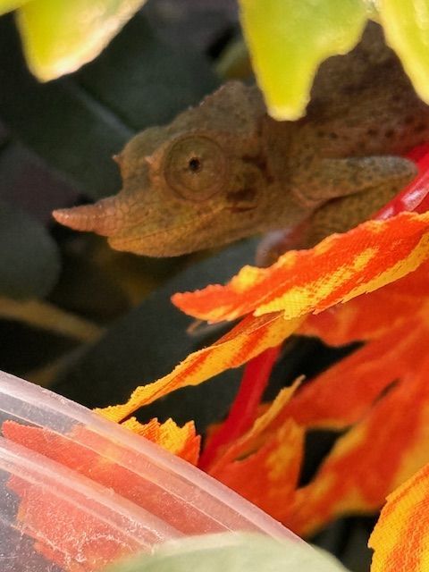 Juvenile Rainbow Jackson's Chameleon