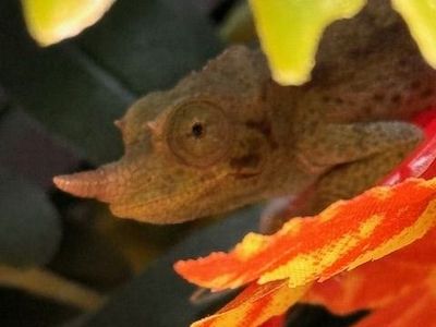 Juvenile Rainbow Jackson's Chameleon