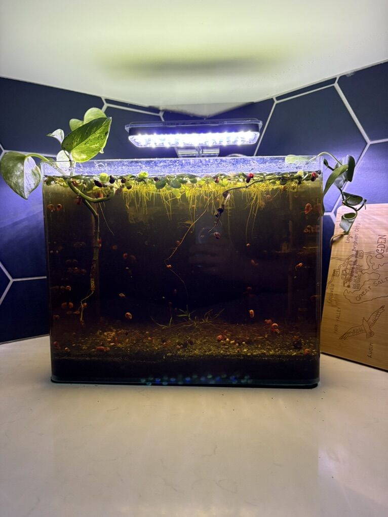 Full Aquairum Set WIth Live Shrimp & Snails.