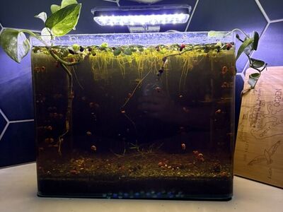 Full Aquairum Set WIth Live Shrimp & Snails.