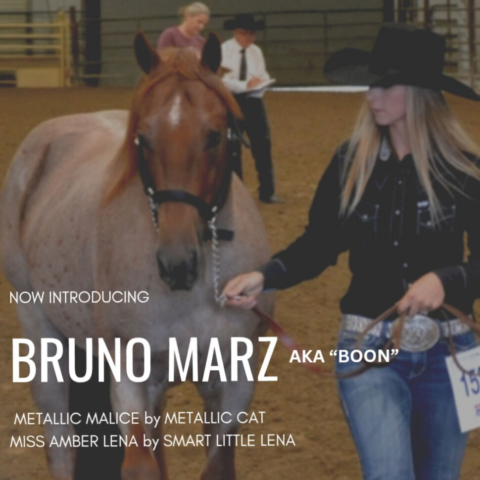 Son Of Metalic Malice At Stud