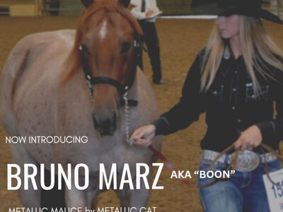 Son Of Metalic Malice At Stud