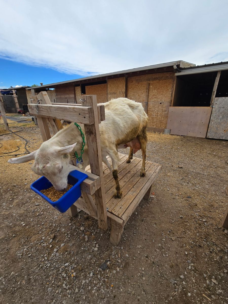 Dairy Goats for Sale: Saanen, Saanen-Nubian Cross, Alpine - High Milk Production