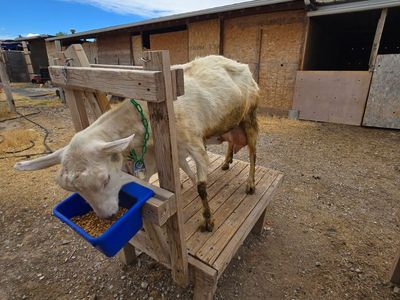 Dairy Goats for Sale: Saanen, Saanen-Nubian Cross, Alpine - High Milk Production