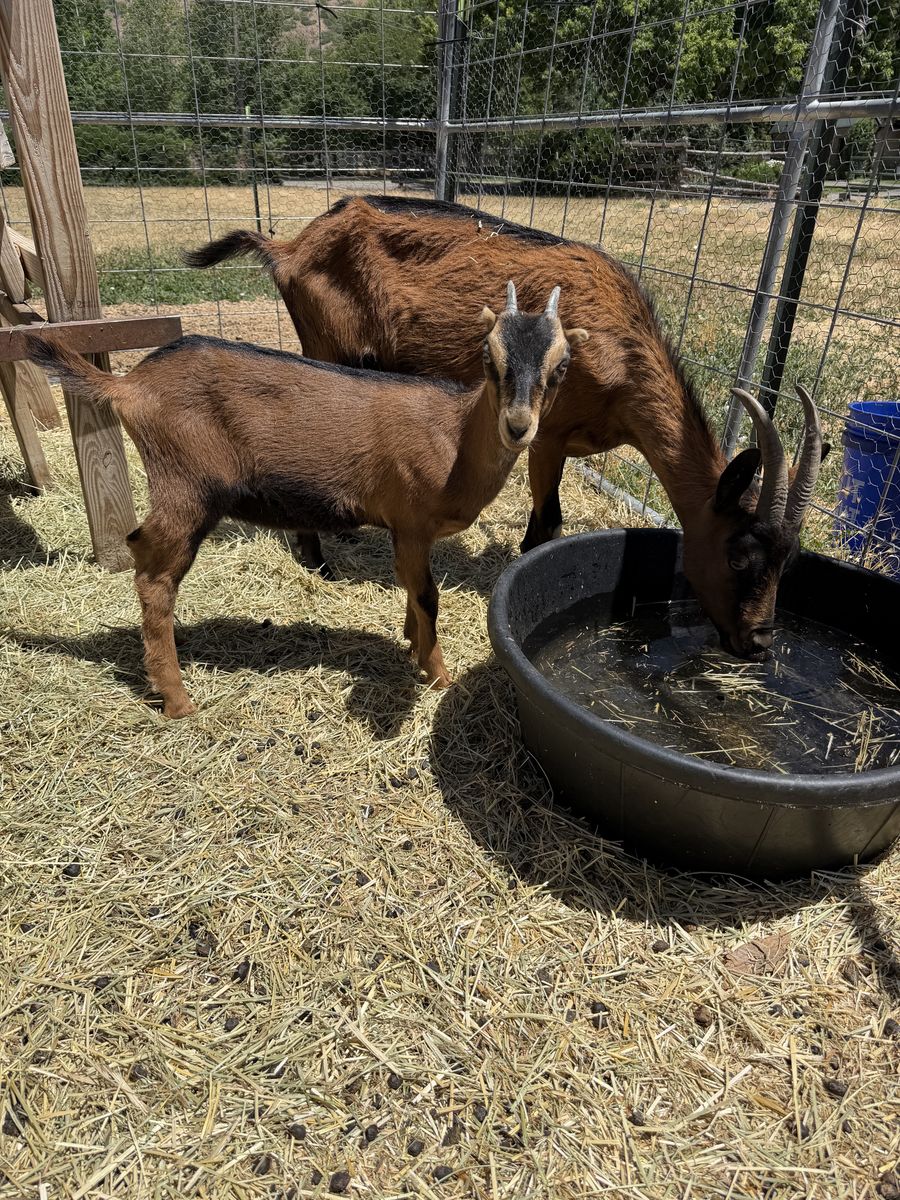 Kid Goats, Oberhasli Lamancha cross