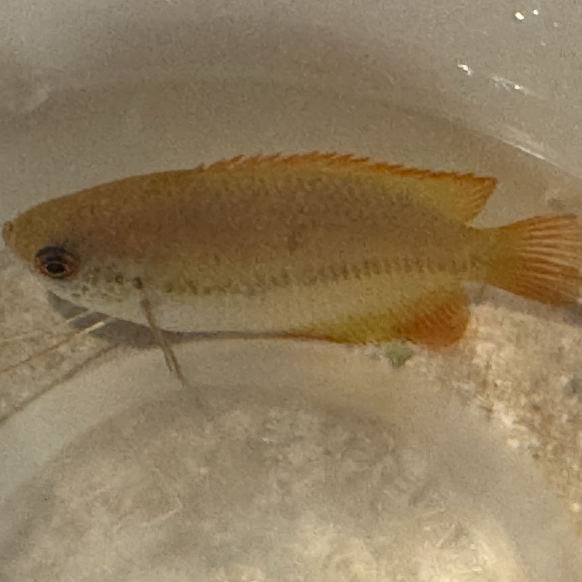 Honey Gourami - Free