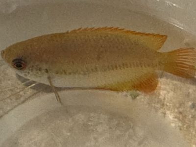 Honey Gourami - Free