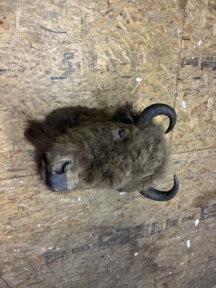 Buffalo/Bison Taxidermy Wall Mount - From Antelope Island
