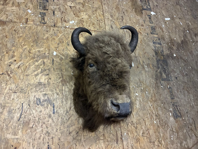 Buffalo/Bison Taxidermy Wall Mount - From Antelope Island