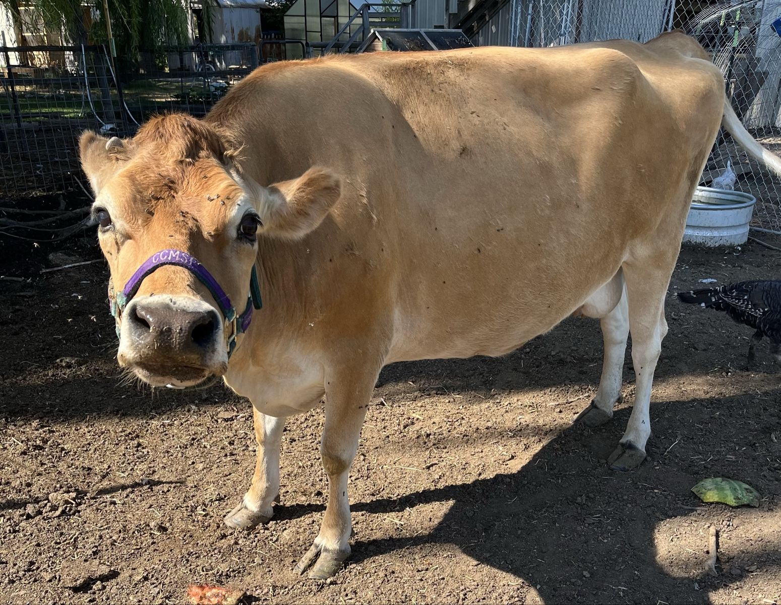 Jersey Milk Cow