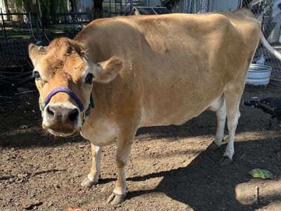 Jersey Milk Cow