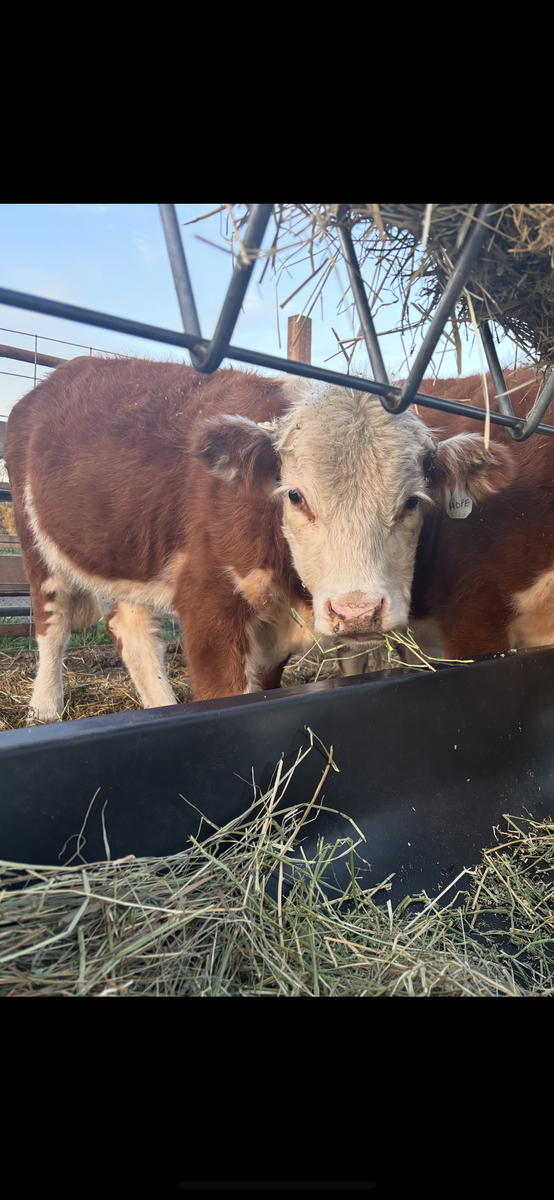 Registered Miniature Hereford Heifer