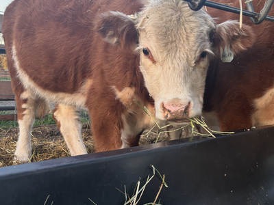 Registered Miniature Hereford Heifer