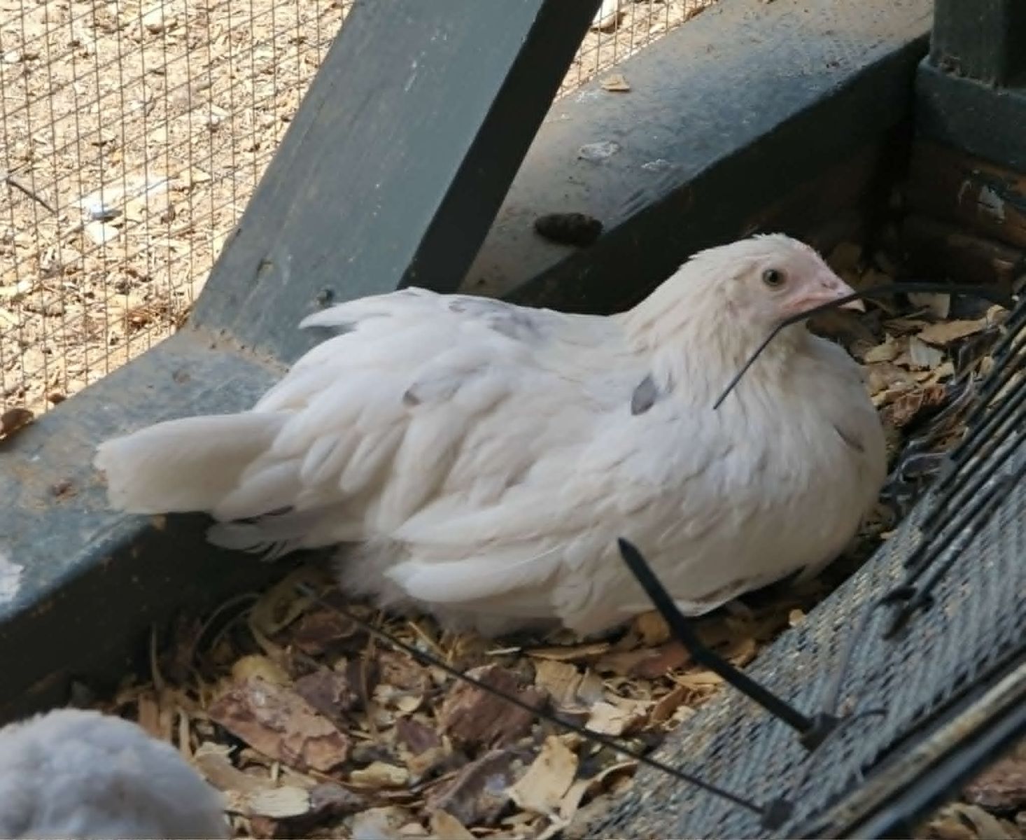 Main image 2