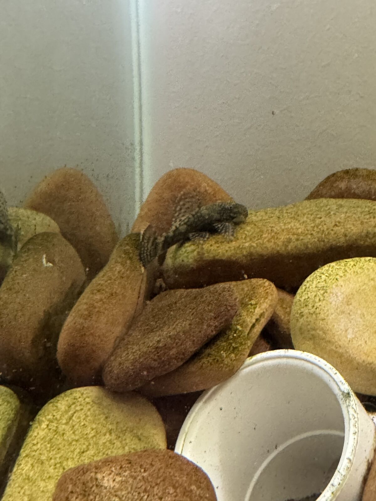 Bristlenose pleco