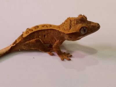 juvenile crested gecko