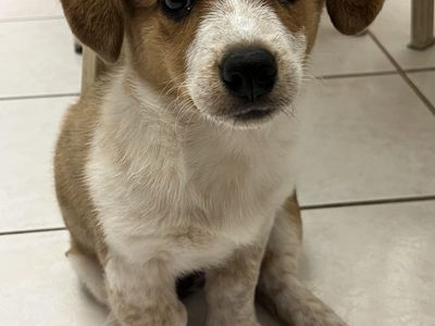 Cowboy Corgi 2 months old