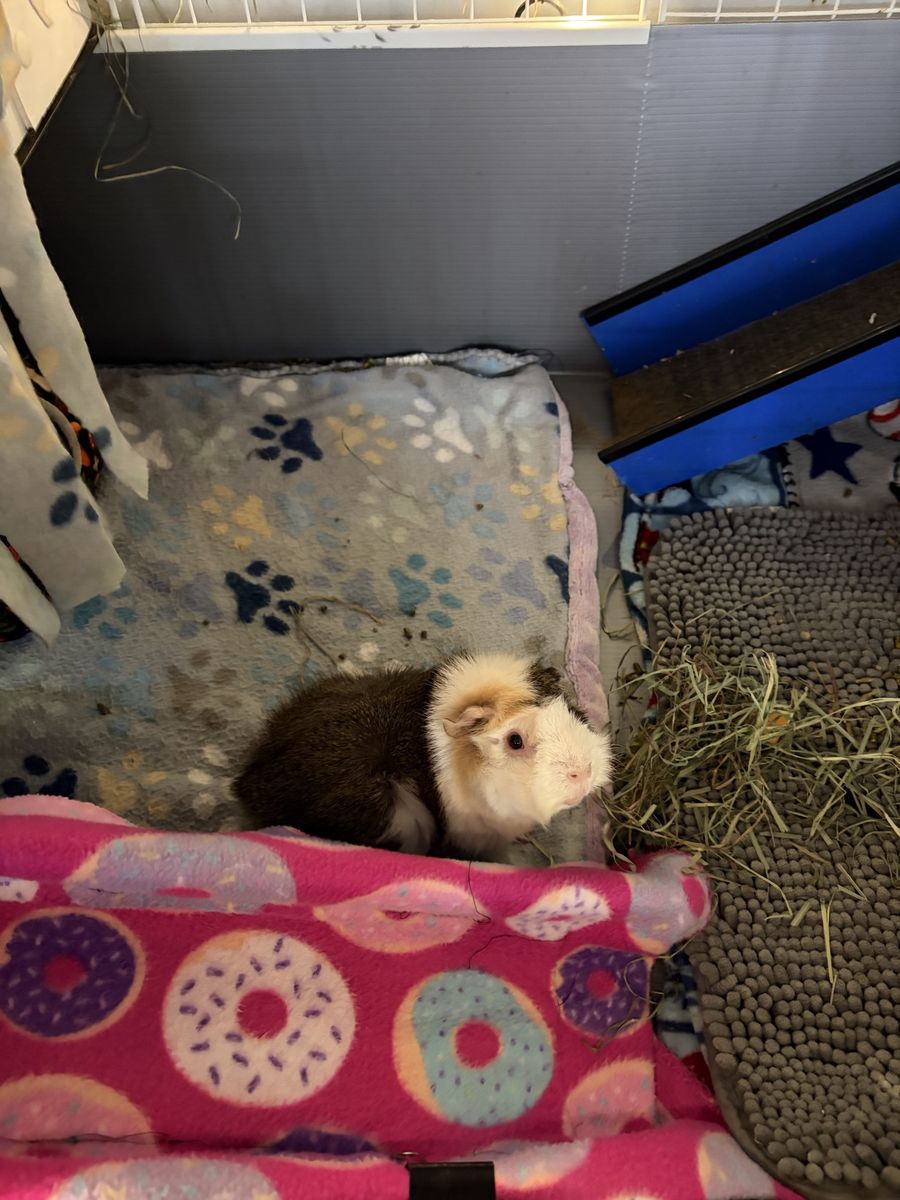 Iso Senior Guinea Pig