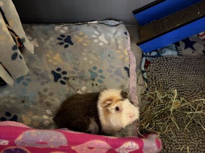 Iso Senior Guinea Pig