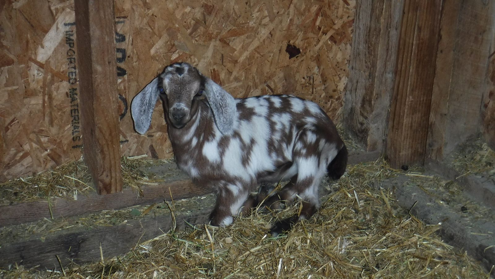 Nubian Mix spotted doeling bottle baby kid $150