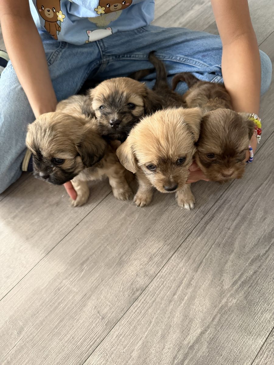 Hlaf shih tzu half schnauzer Pupies