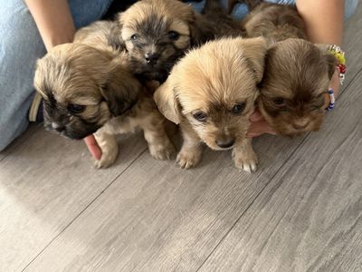 Hlaf shih tzu half schnauzer Pupies