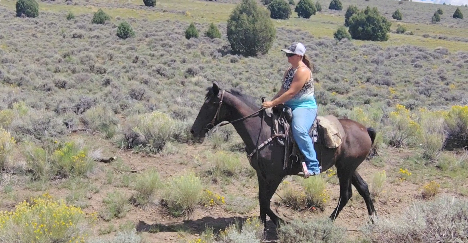 Warlander filly.  "LUNA'