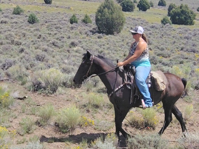 Warlander filly. "LUNA'