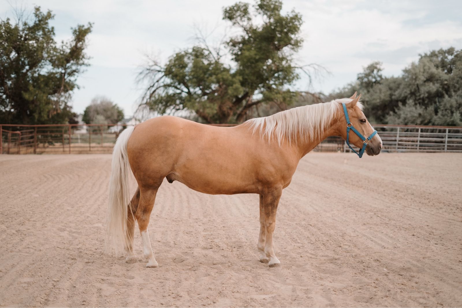 11 Year Old Experienced Breakaway Gelding