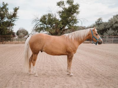 11 Year Old Experienced Breakaway Gelding