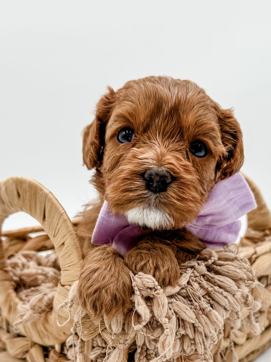 Cavapoo girl