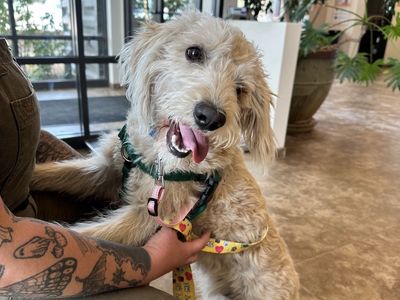 Hello my name is Snowball