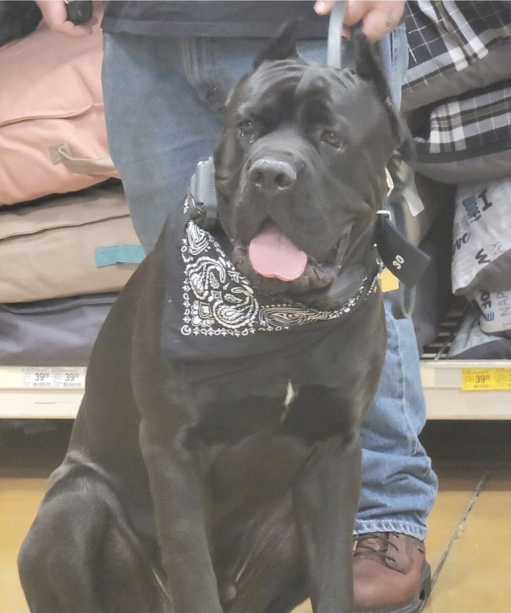 Cane Corso Rehome
