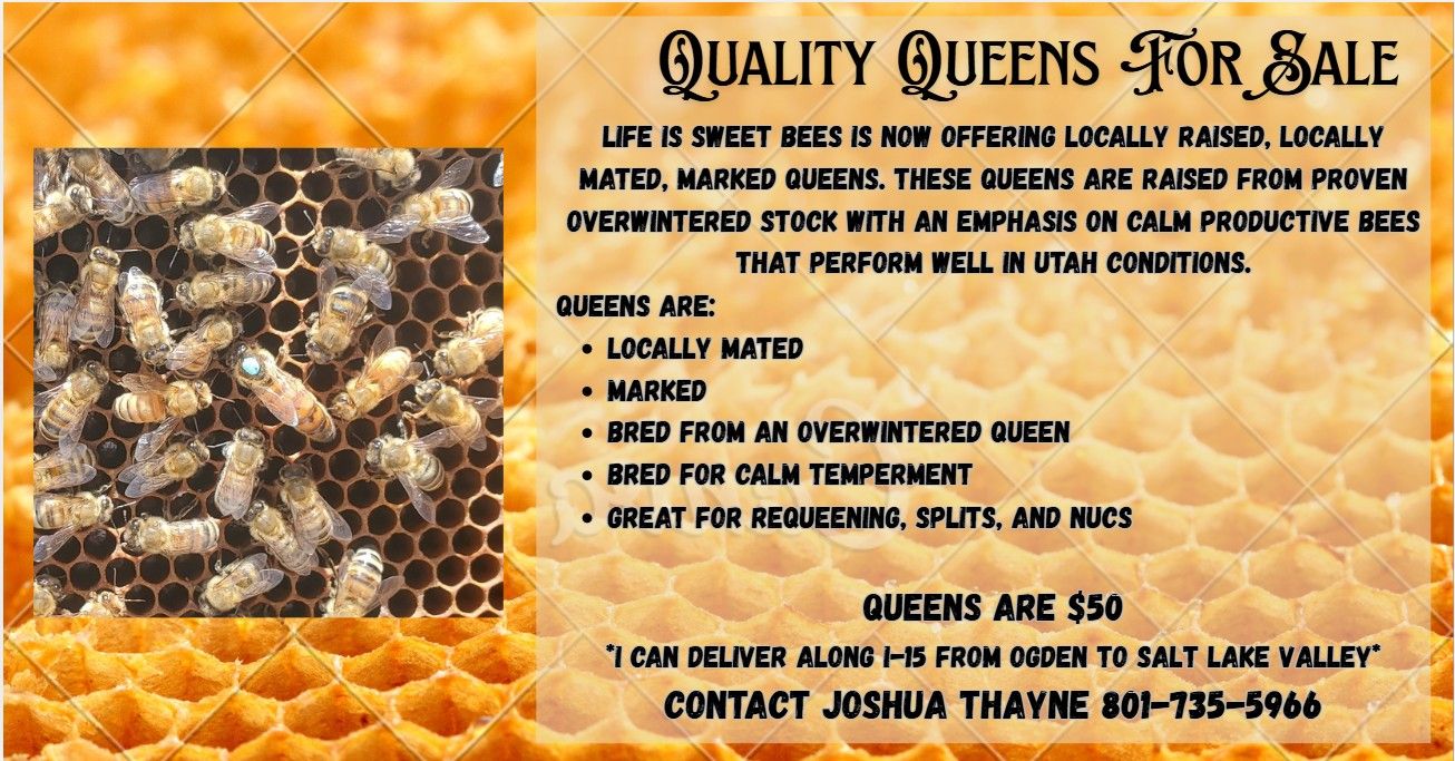 Quality Queen Bees