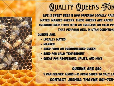Quality Queen Bees