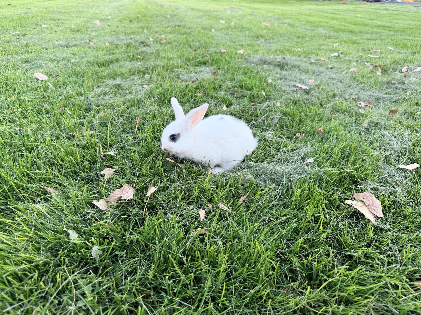 Free Bunnies 