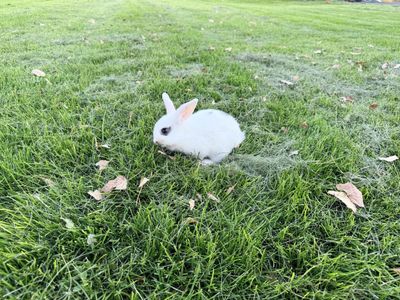 Free Bunnies