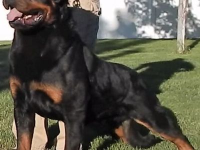World Class AKC German Rottweiler Puppies