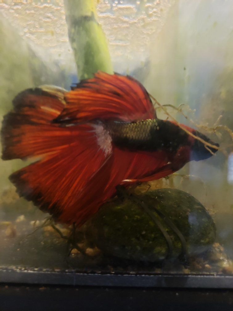Import Stunning Red and Black Betta Fish with Flowing Fins