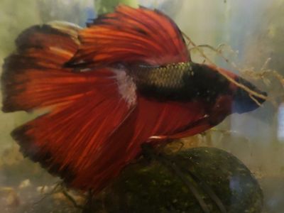 Import Stunning Red and Black Betta Fish with Flowing Fins