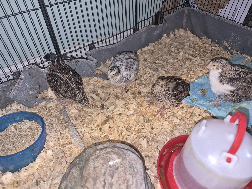 Coturnix quail & jumbo quail
