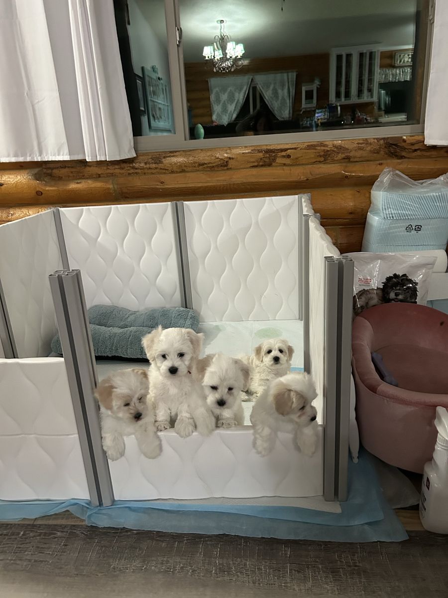 Darling Coton de Tulear Puppies!